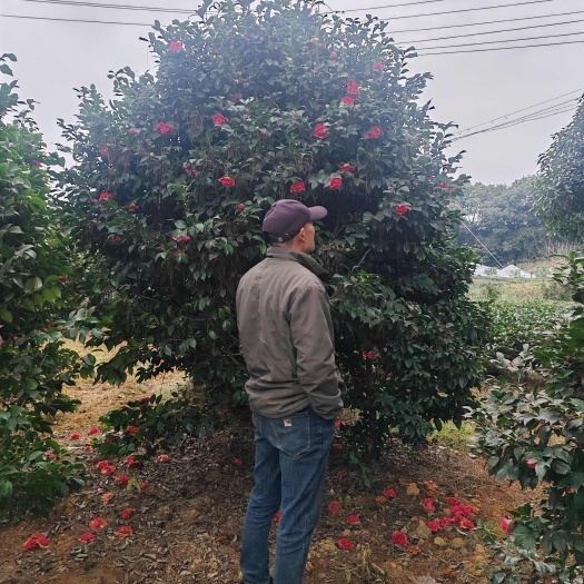 邛崃市茶花