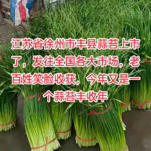 丰县徐州丰县蒜苔4月大量上市专业代办