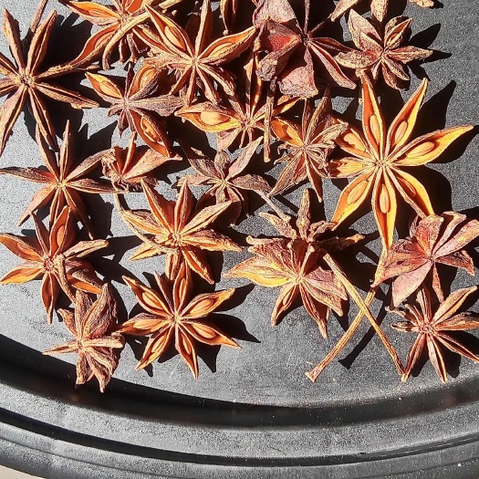  春花八角