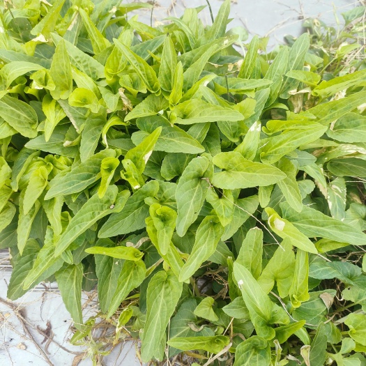 韶关紫花地丁