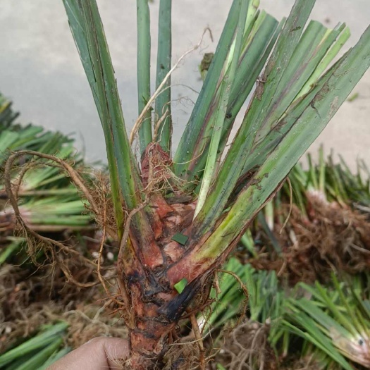 容县优质大叶红心石菖蒲种苗