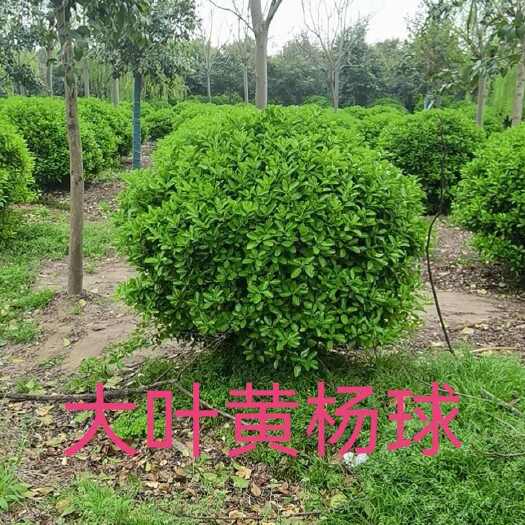  大叶黄杨