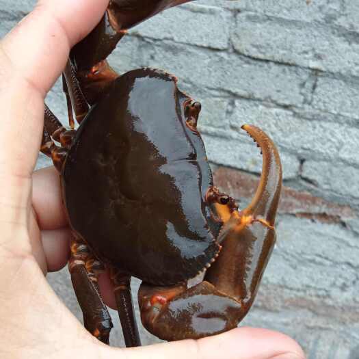 屯昌县海南石头蟹   广东山螃淇    水照影   石头蟹批发