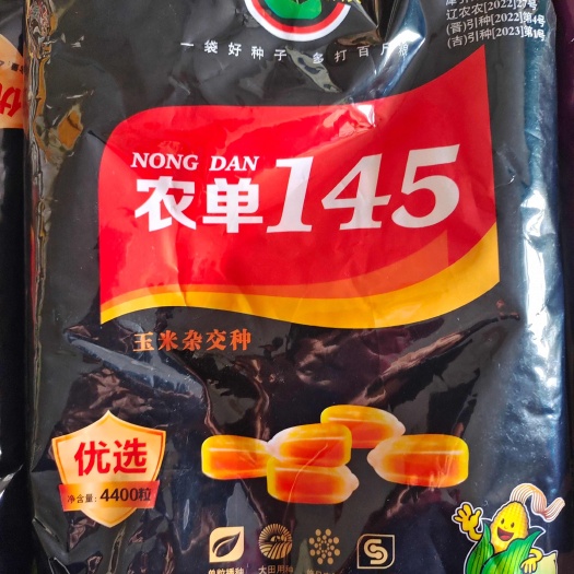 石楼县农单145，产量高，抗病好，抗倒伏