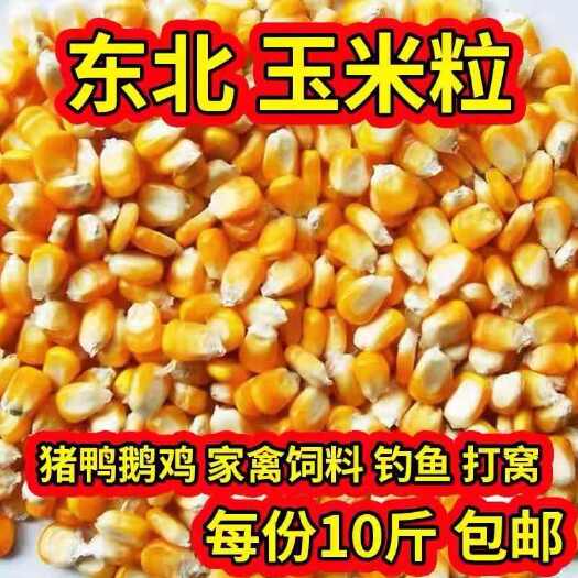 齐齐哈尔23年新东北大玉米粒10斤喂鸡鸭鸽子粮钓鱼酿酒新粮干玉米粒鸽