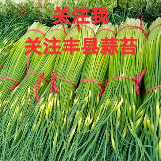 丰县徐州丰县蒜苔4月份大量上市，专业代收