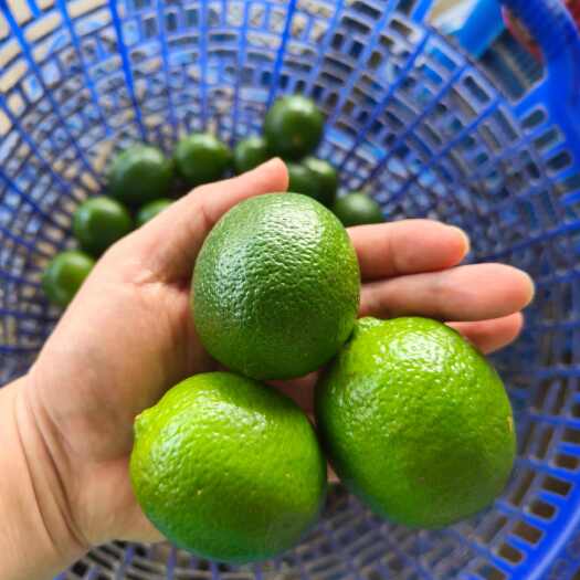 昆明无籽青柠檬