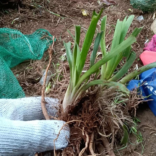 黄花菜苗基地大量现货可技术交流
