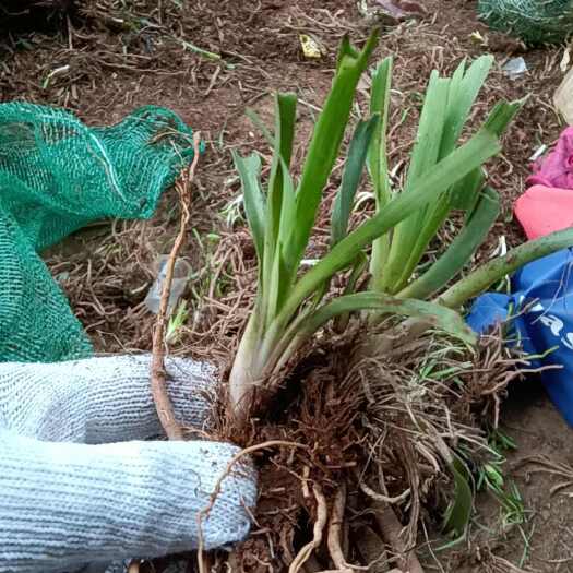 祁东县黄花菜苗基地大量现货可技术交流