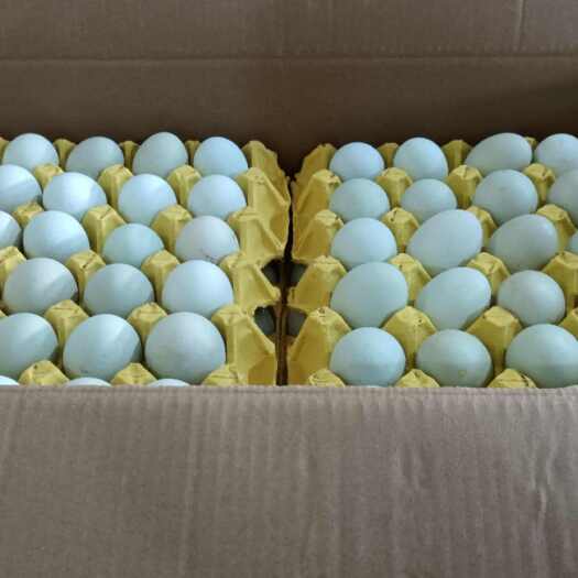 绿壳蛋  安徽精品绿壳乌鸡蛋，全国发货，保证新鲜
