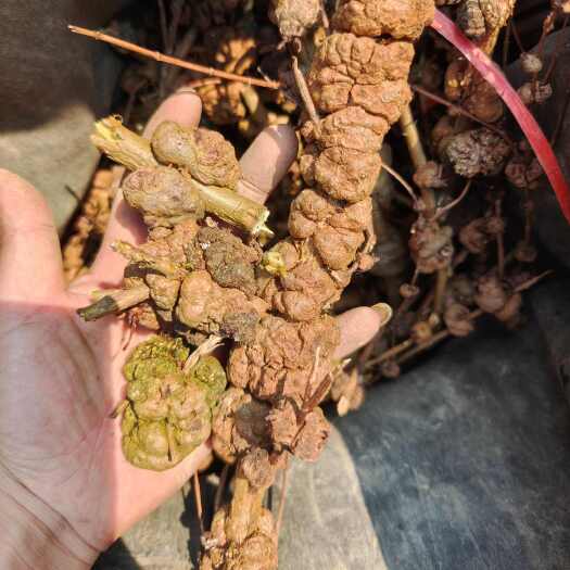 望谟县消溜果