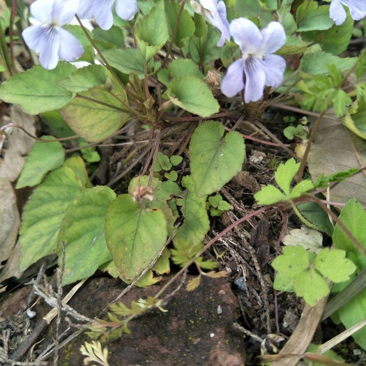 犁头草，紫花地丁，自然生长，无农化残留，可盆栽，药力好！