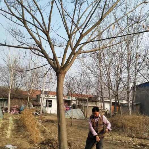 邳州市合欢树，3~25公分大量有货