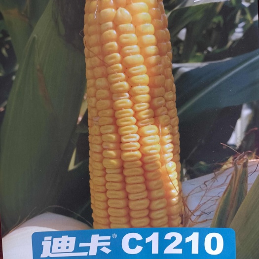 郑州迪卡C1210玉米种子：抗茎腐耐高温优质迪卡玉米种子