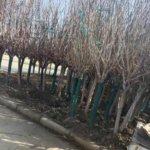 沭阳县腊梅