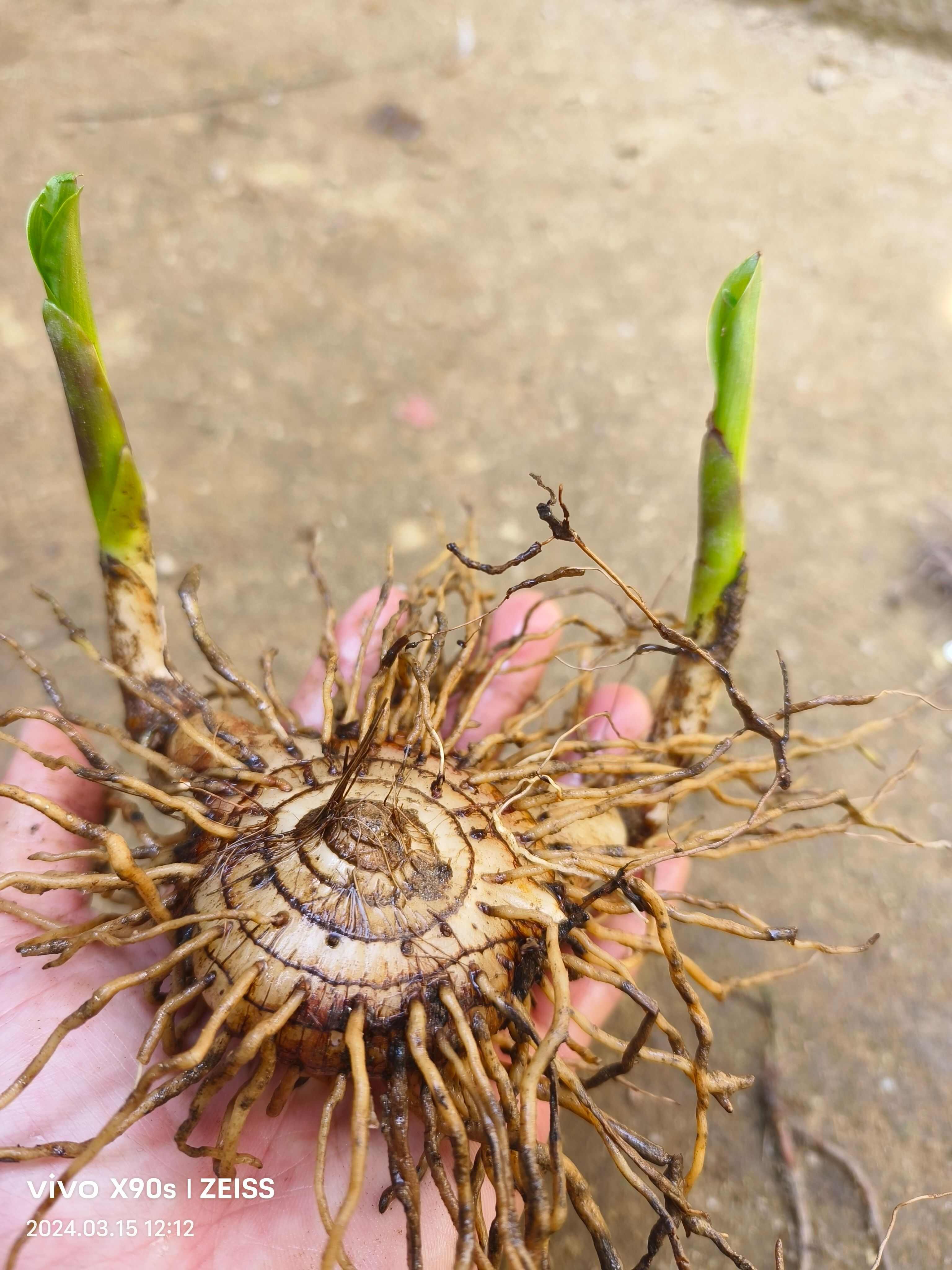 白及，紫花三叉大白芨