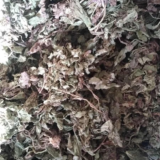 金寨县水洗干货蛤蟆草干货