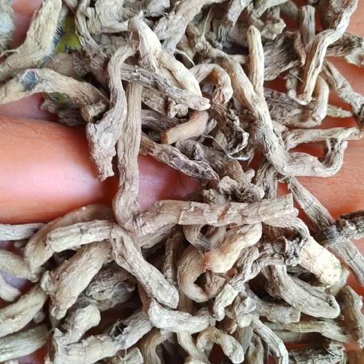 邵阳玉竹，湘玉竹便宜的小卡条，投料打粉首先，物美价廉