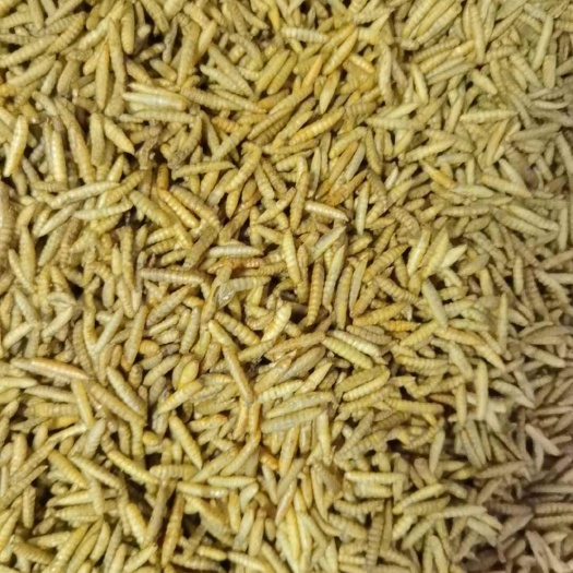 遵义自产烘干黑水虻虫干
