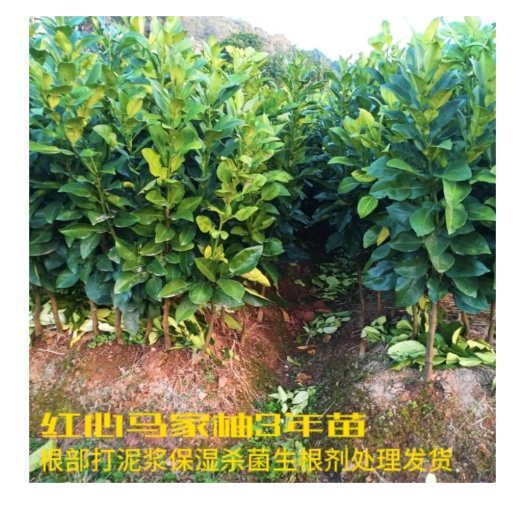 玉山县基地直销各类规格马家柚苗
