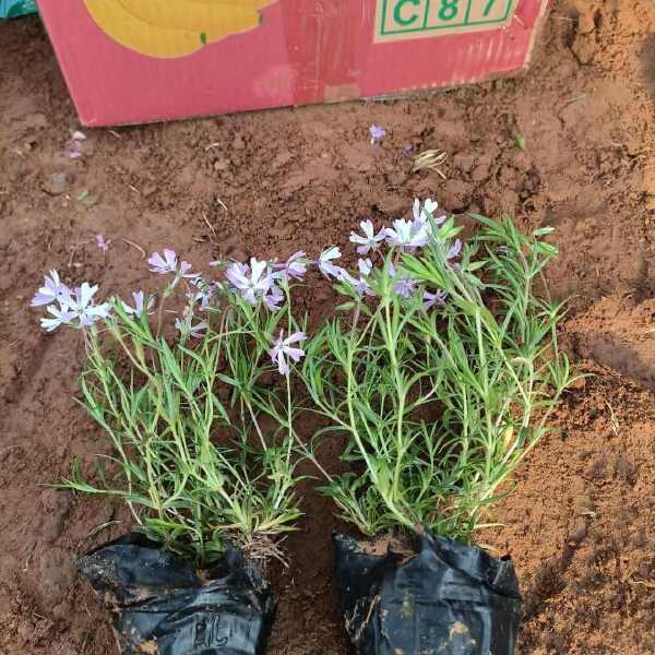 丛生福禄考 芝樱花杯苗苗圃销售大杯种植多年生草本植物基地