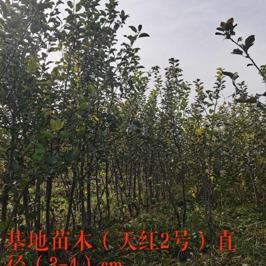 涿鹿县红富士苹果苗