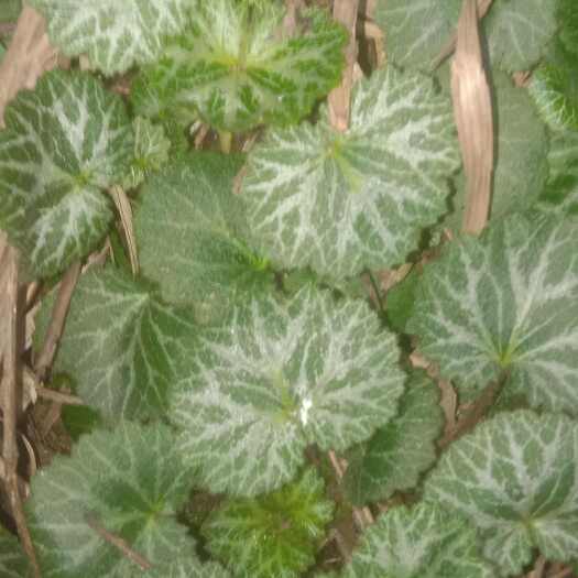 桃江县虎耳草