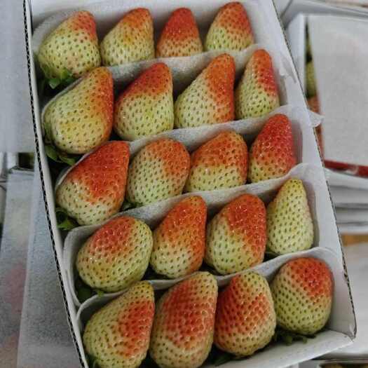 会泽县产地大量供应云南夏季草莓，保质保量，量大从优