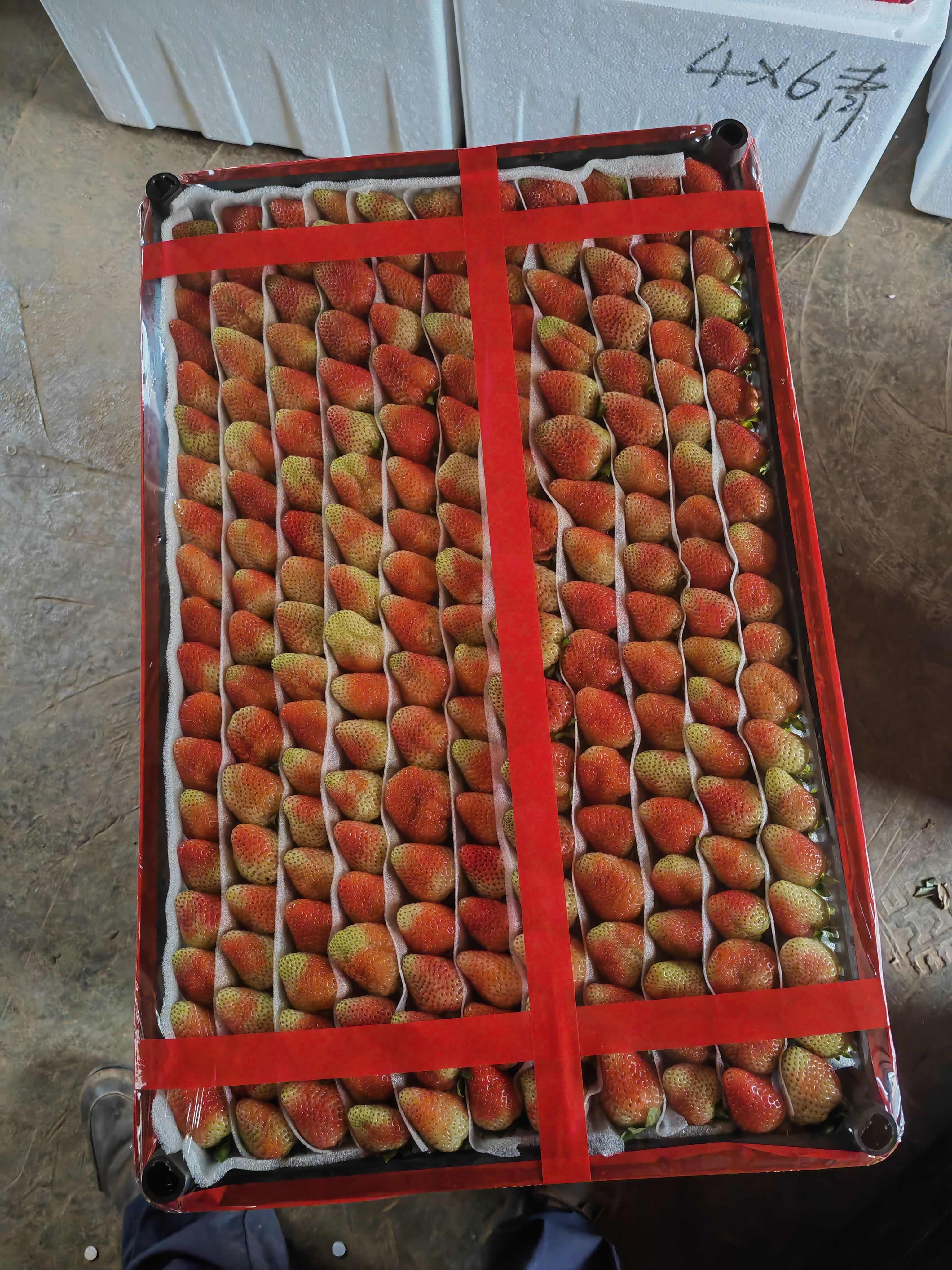 云南夏季草莓批发零售