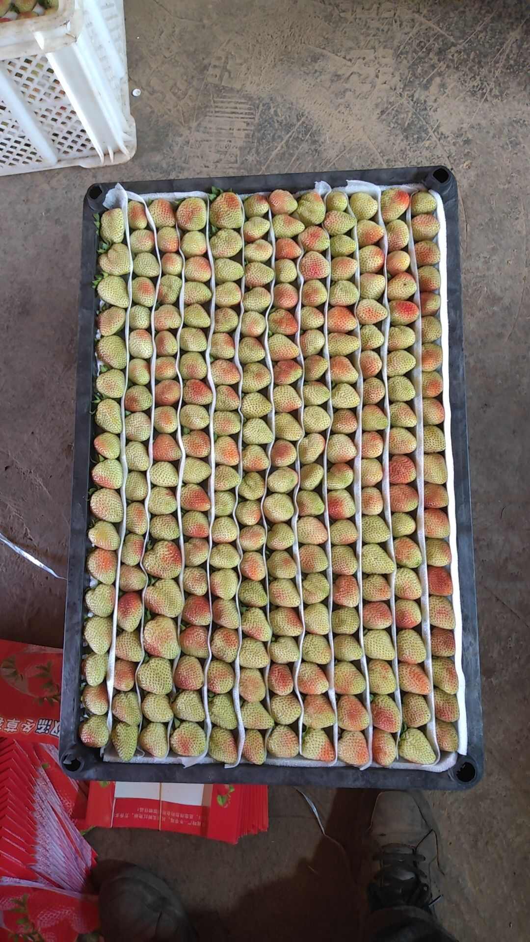云南夏季草莓批发零售