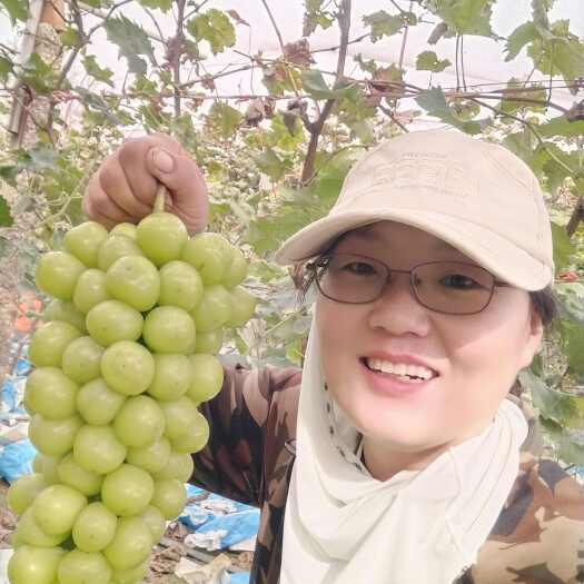 卢龙县50棵特及0.8公分起，阳光玫瑰葡萄苗，大粒晴王，基地直发