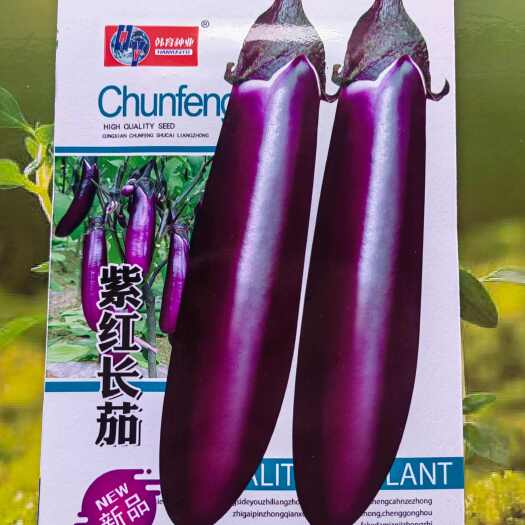 祁阳市韩育种业紫红长茄茄子种子秧苗四季抗病春秋季蔬菜种子