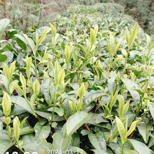 韶关高山绿茶  手工炒制  清明茶