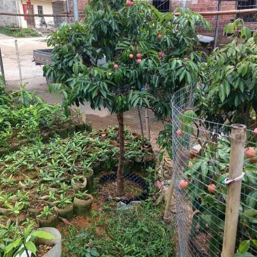 灵山县无核荔枝苗