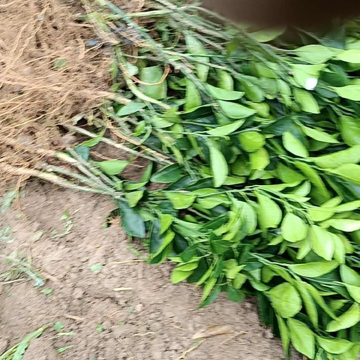 安远县赣南脐橙苗嫁接纽荷尔橙子苗红肉血橙脐橙树苗冰糖橙果树苗大