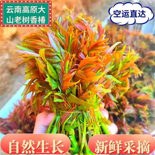  香椿芽