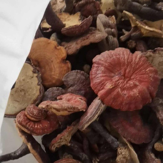 随县赤灵芝