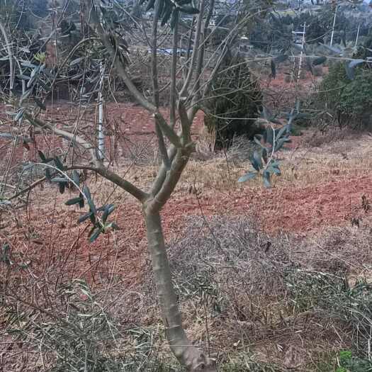 简阳市油橄榄苗 油橄榄5年大树苗