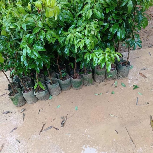 灵山县批发荔枝苗妃子笑，冰荔，无核荔枝苗