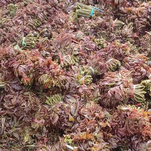 沂水县红香椿芽