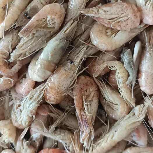 南皮县腹籽，头籽的籽虾到货