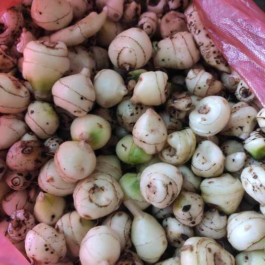  山慈菇