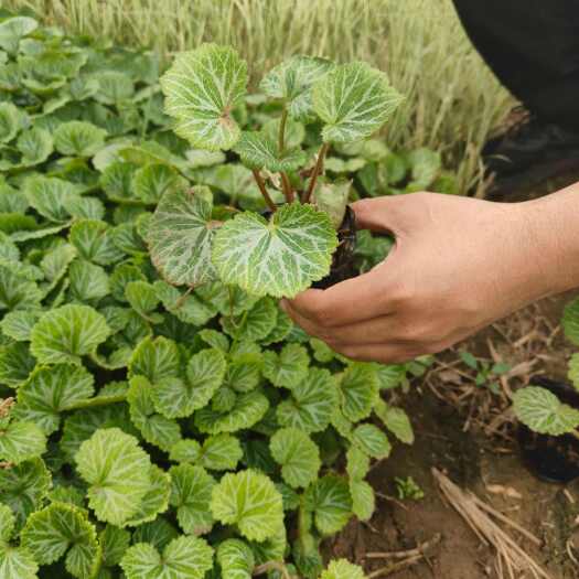 青州市虎耳草价格，虎耳草小杯苗，虎耳草批发基地