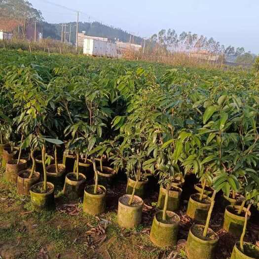 灵山县妃子笑荔枝苗
