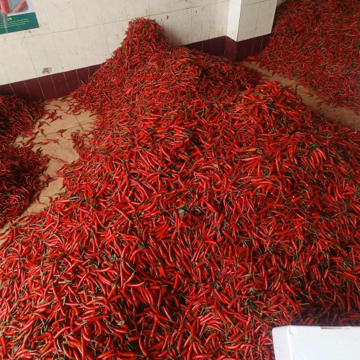 徐闻县小米椒，米椒