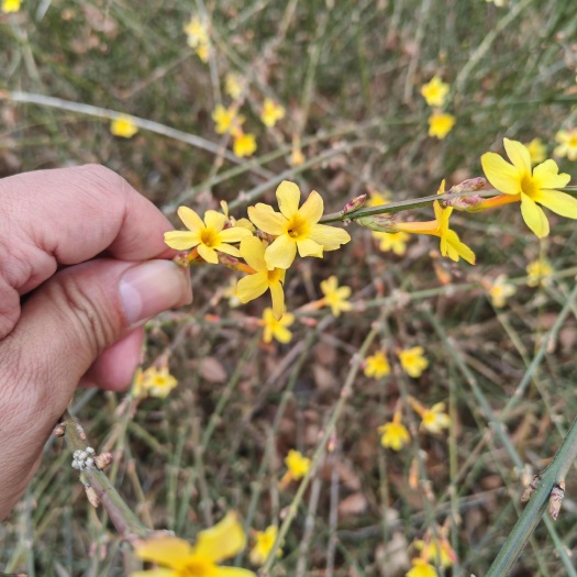 沭阳县迎春花工程苗30-60公分高先开花后长叶迎春基地