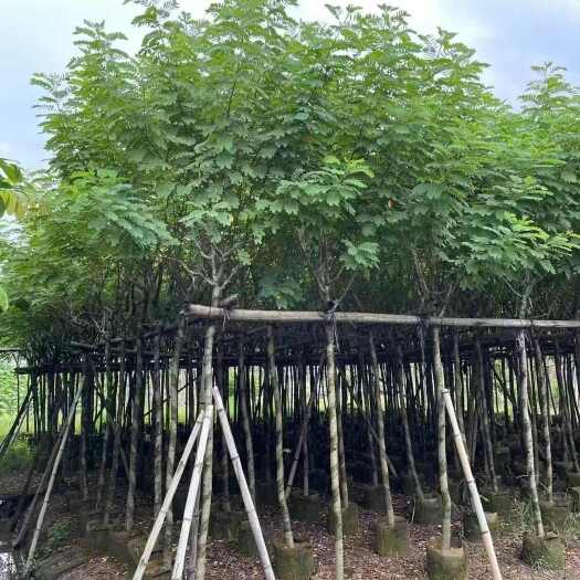 黄槐米径5-10公分骨架假植苗产地出售