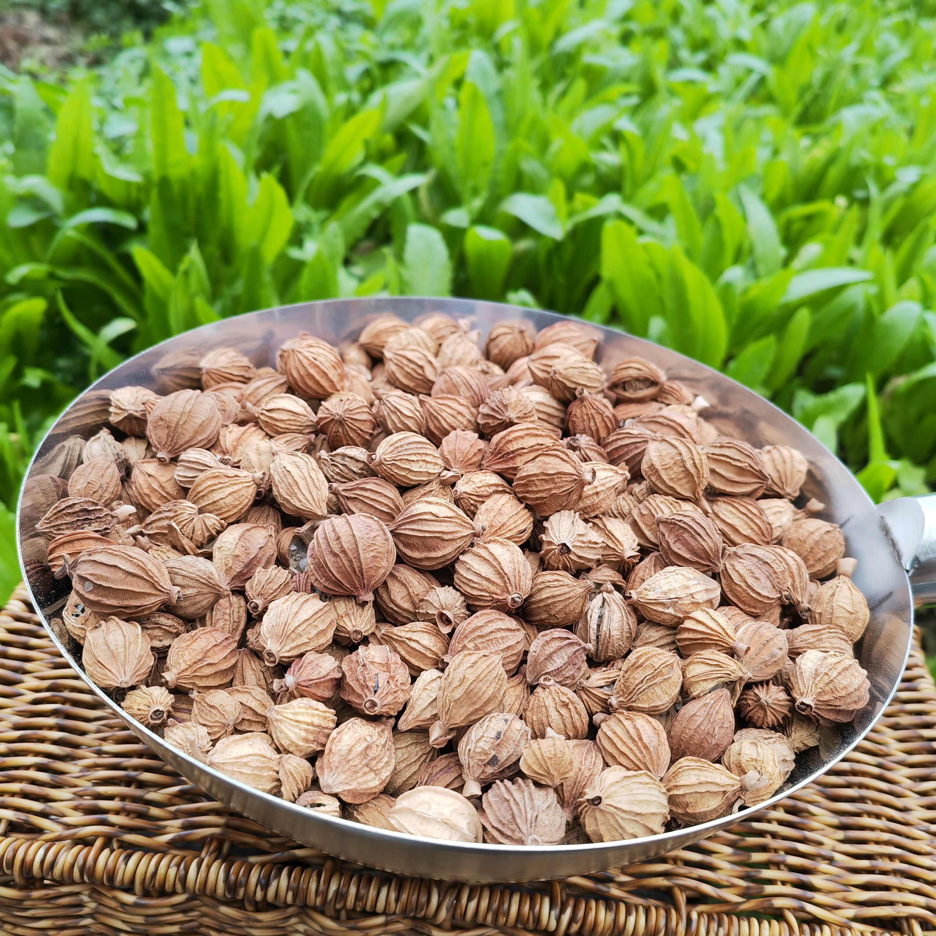 香砂仁香料卤料炖肉卤料批发2斤起批