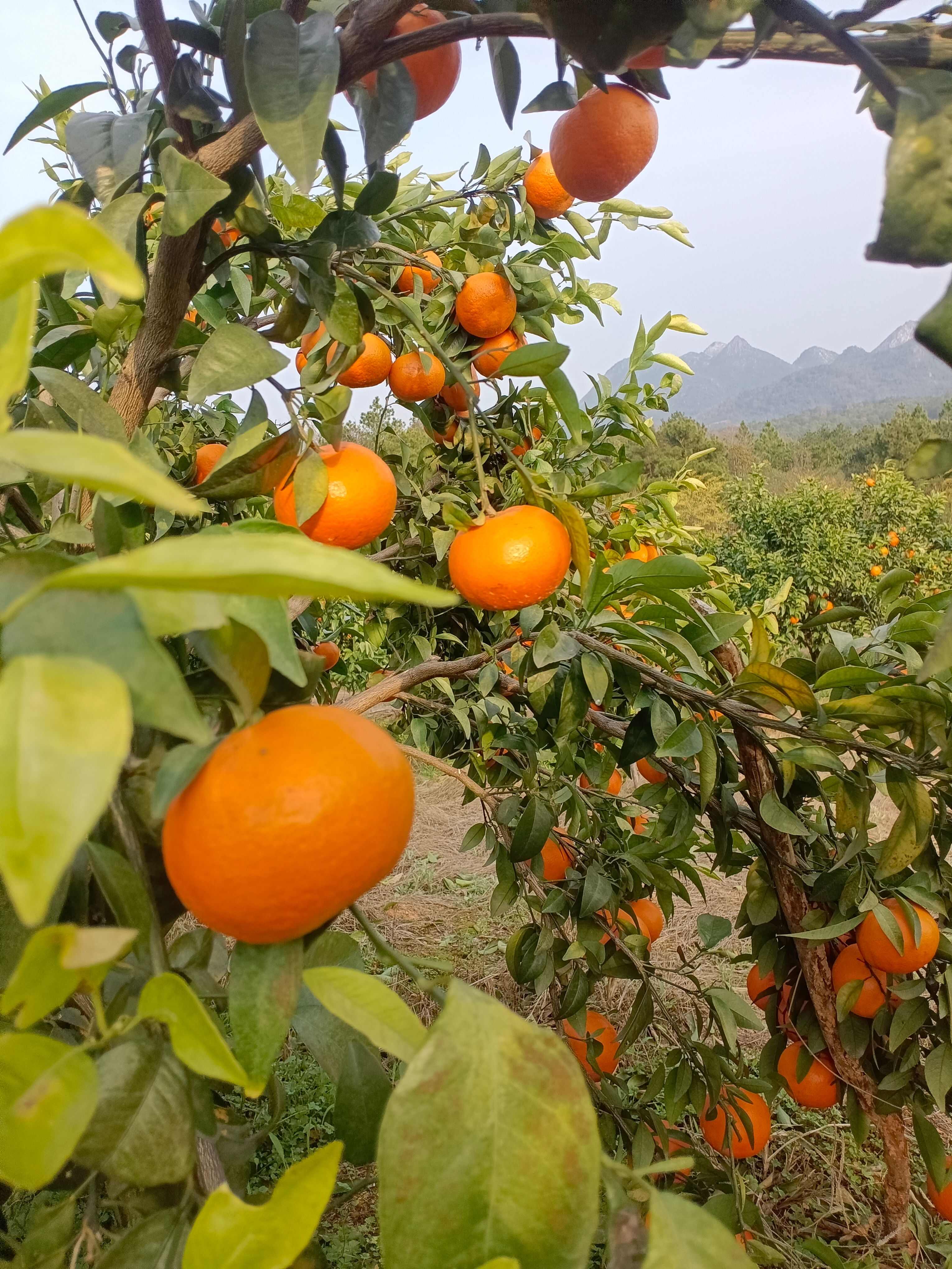 广西沃柑大量货源