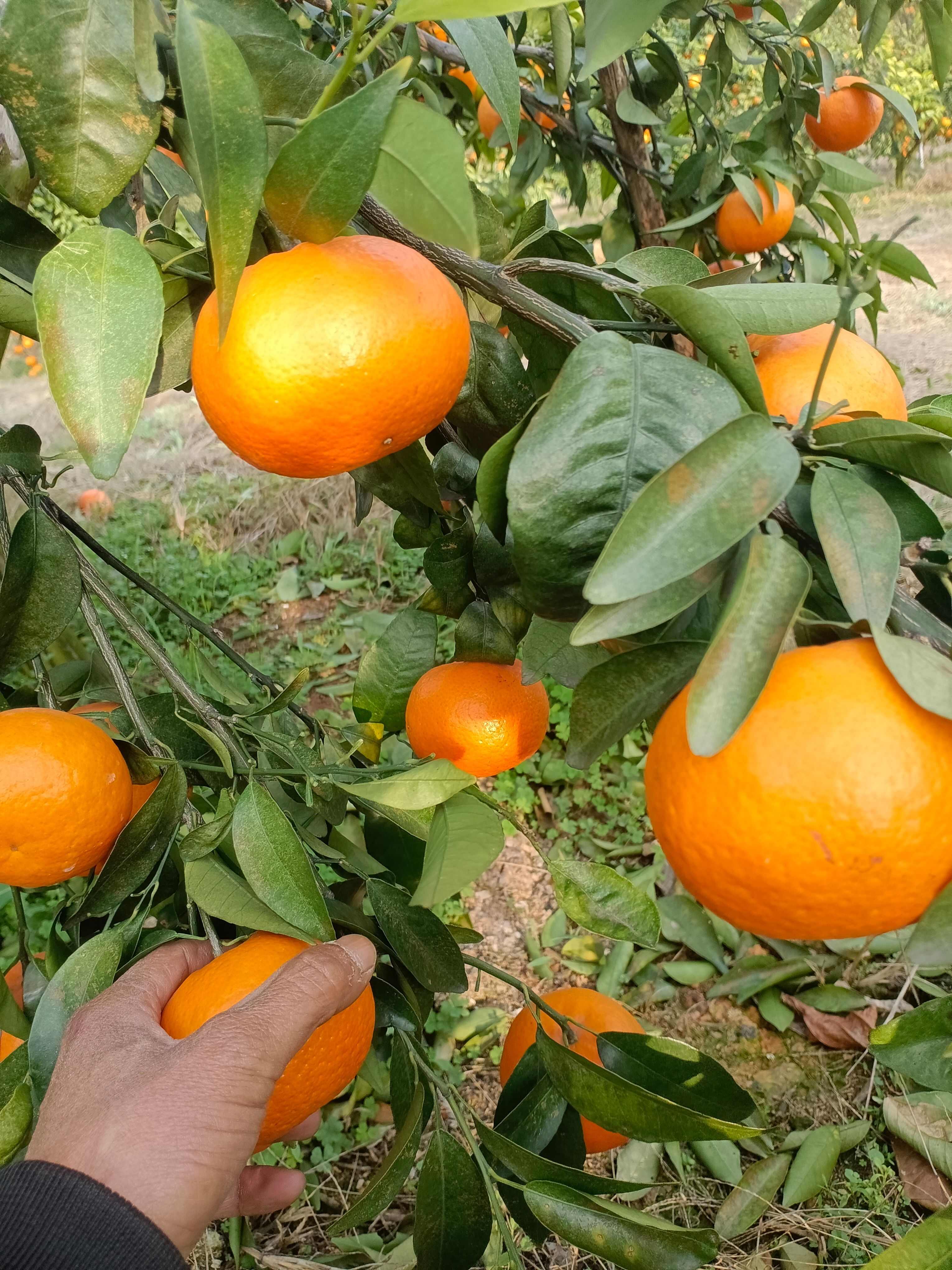 广西沃柑大量货源